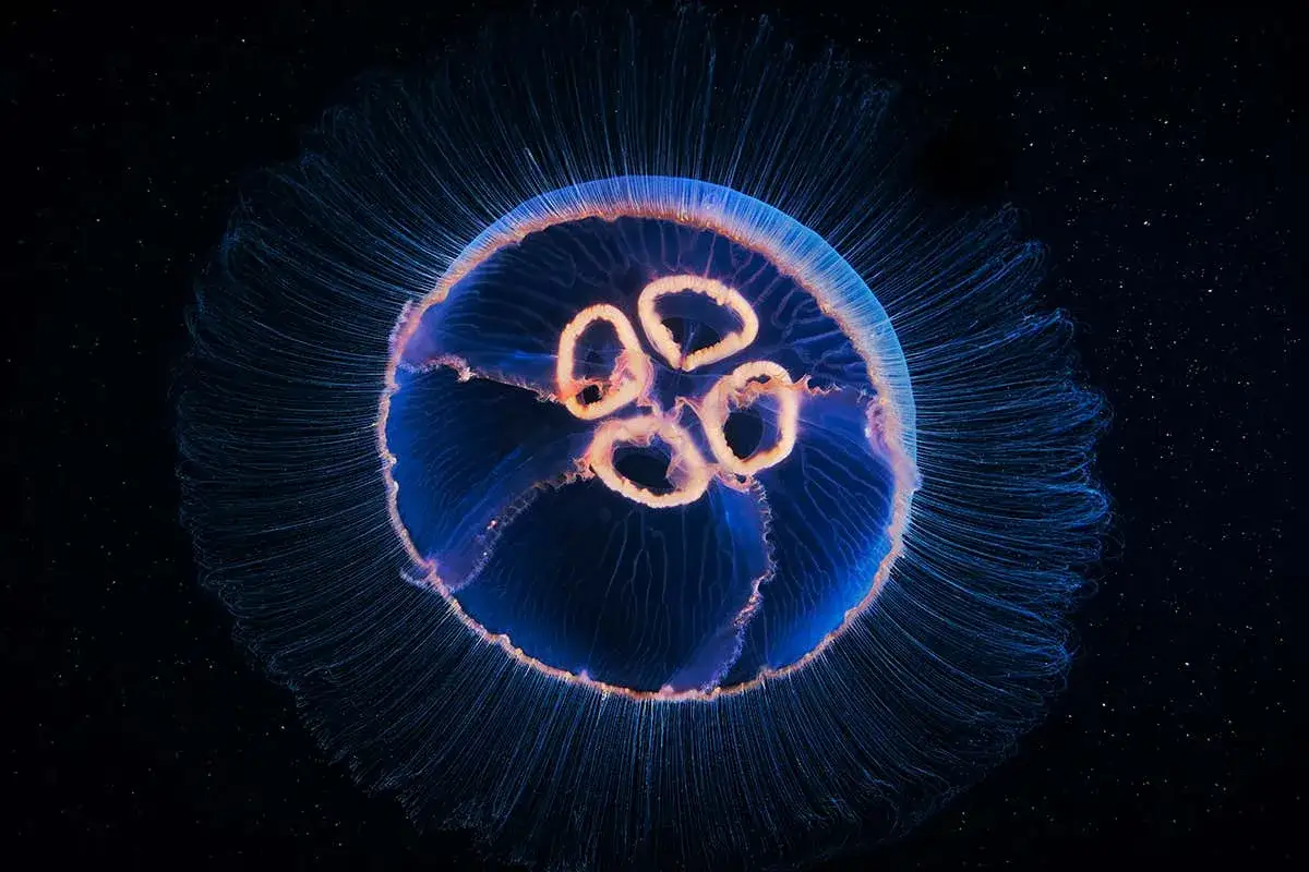 Medusa bioluminescente fluttua nell'oscurità, mostrando come si muovono le meduse con un pulsare elegante e delicato.