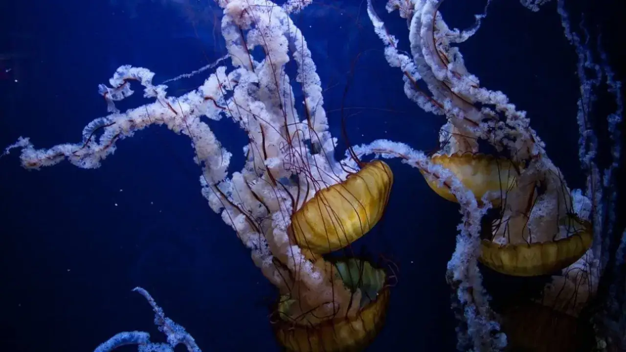 Meduse danzanti nel blu profondo. Chi mangia le meduse? Forse un pesce curioso o un uccello marino.