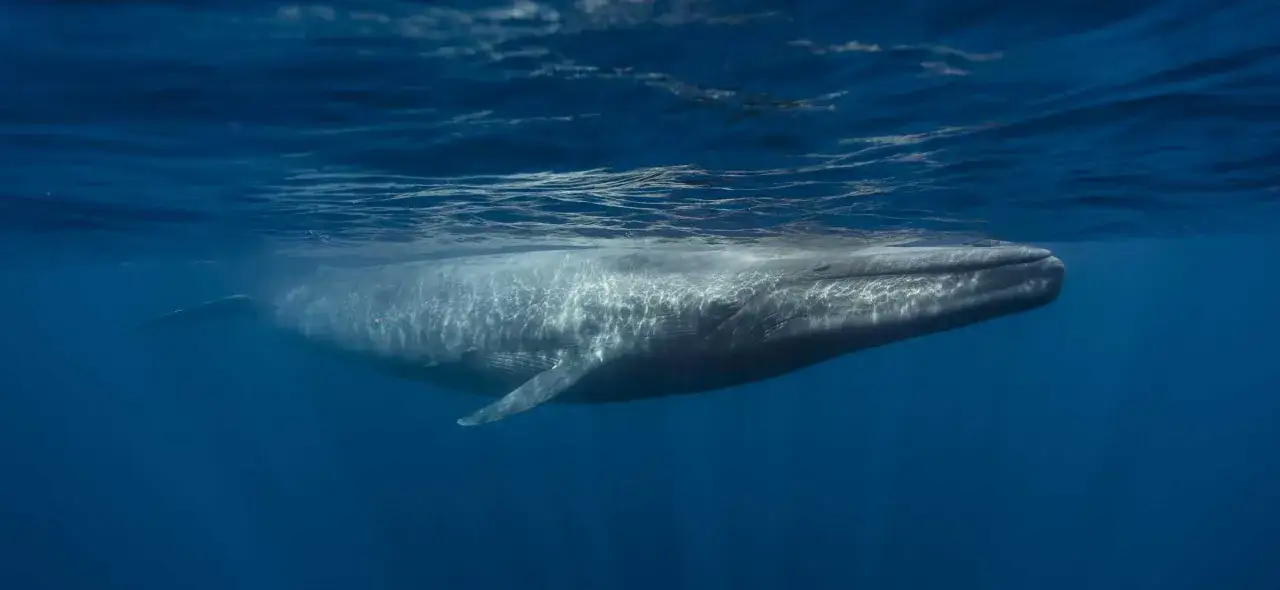 Una balenottera azzurra nuota sotto la superficie dell'oceano. Quante balenottere azzurre ci sono al mondo? Un numero che speriamo aumenti.