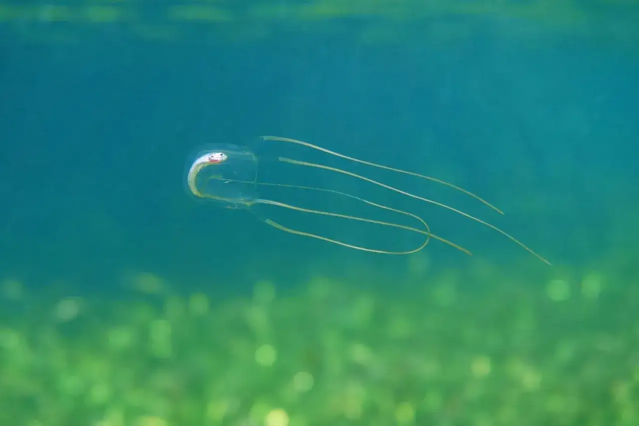 Una cubomedusa, con il suo corpo trasparente e tentacoli lunghi, nuota nelle acque verdi e blu.