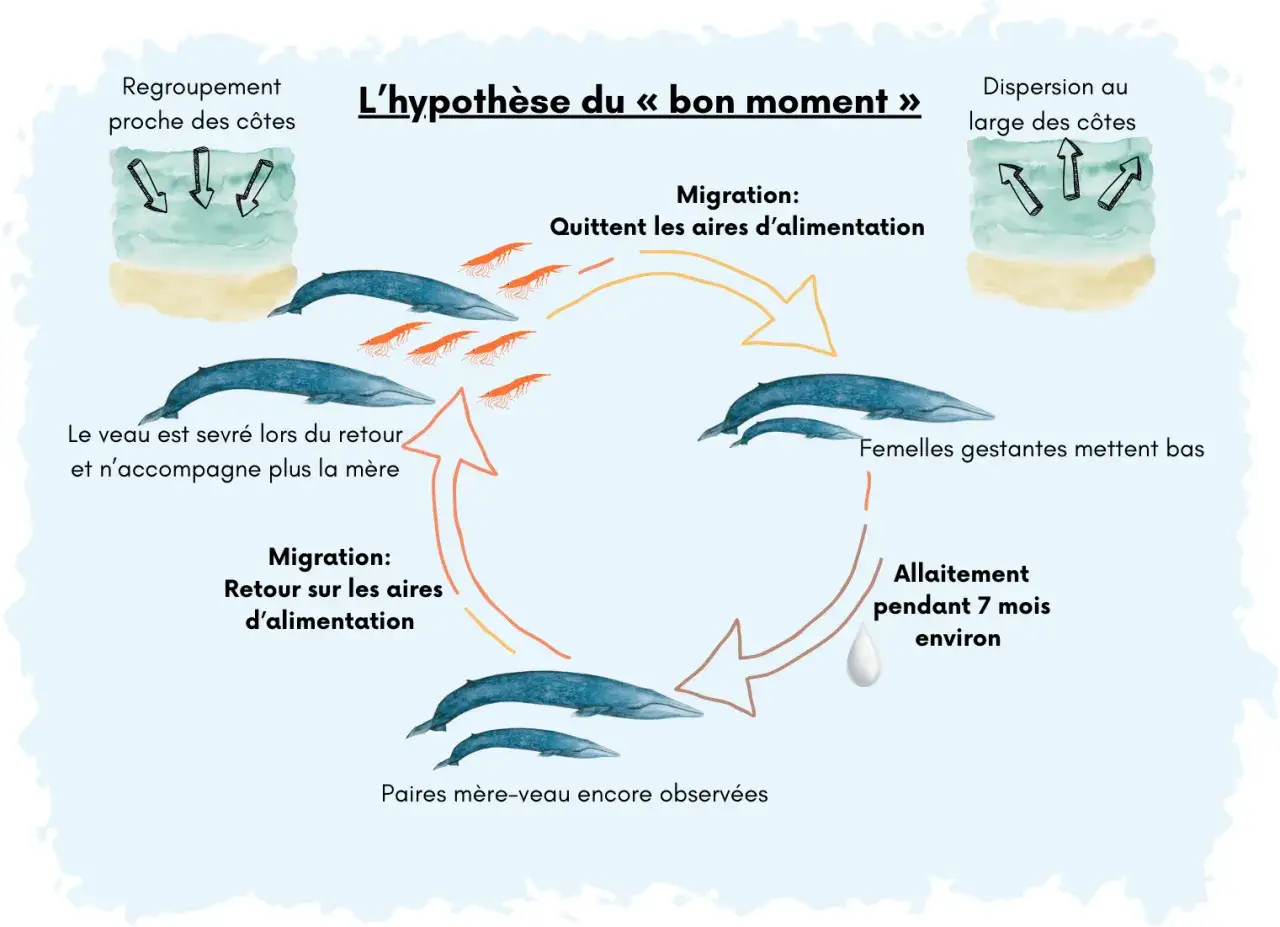 Ciclo vitale delle balene: migrazione, parto, allattamento e svezzamento. Illustra come si riproducono le balene.