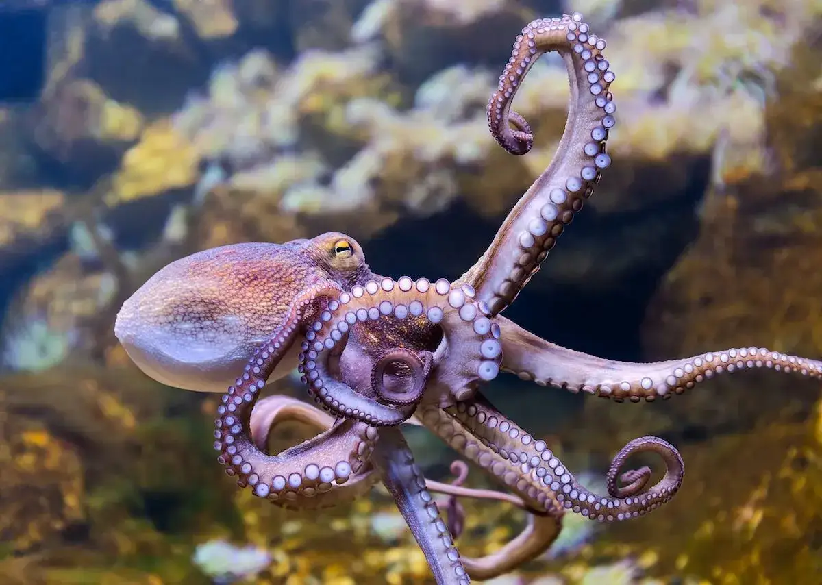 Un polpo con tentacoli sinuosi, un esempio di vita media polpo, si muove con grazia tra rocce sottomarine.