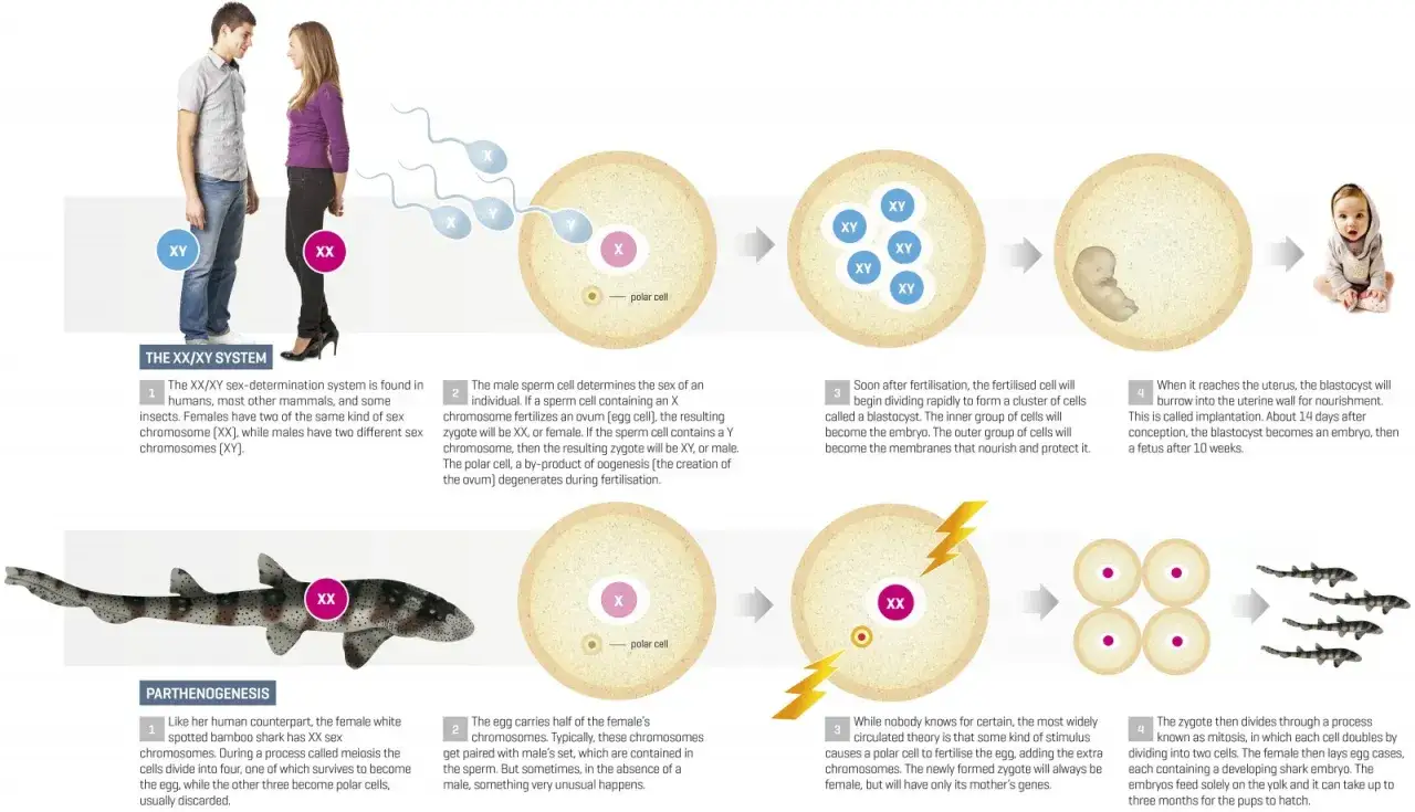 Squalo femmina XX si riproduce senza fecondazione, creando cuccioli con solo il suo DNA.