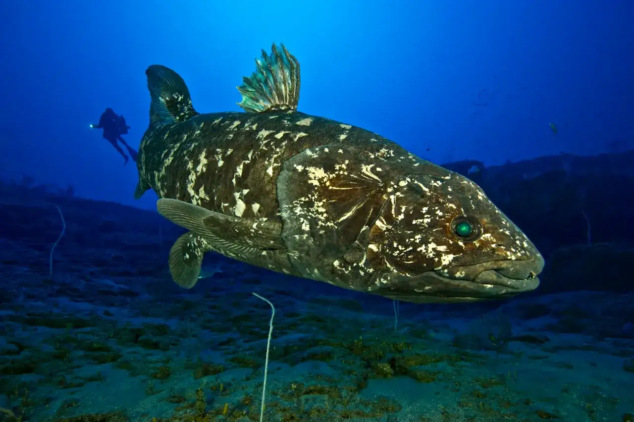 Un maestoso celacanto pesce, un fossile vivente, nuota nelle profondità blu. Un subacqueo con torcia lo osserva da lontano.