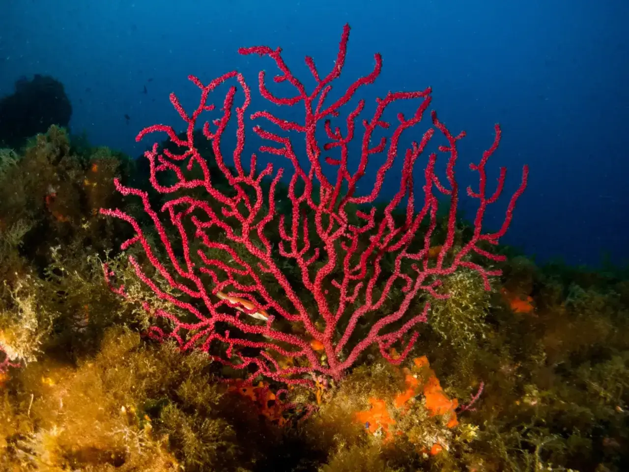 Un ramo rosso vibrante di coralligeno mediterraneo si erge su un fondale roccioso ricco di alghe e altre forme di vita marina.
