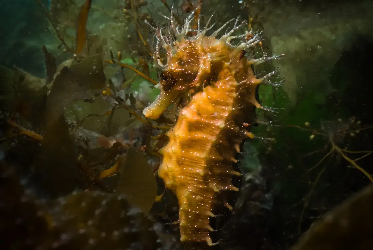 Un magnifico cavalluccio marino dorato si mimetizza tra le alghe scure, con piccole macchie luminose che ne esaltano la forma unica.