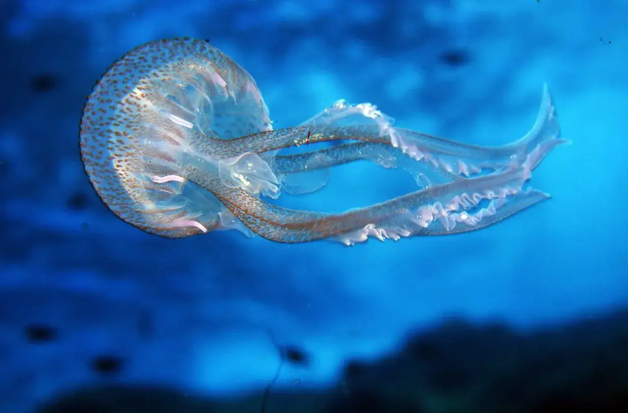 Medusa trasparente con macchie marroni fluttua nell'acqua blu, un segno che ci sono le meduse in mare.
