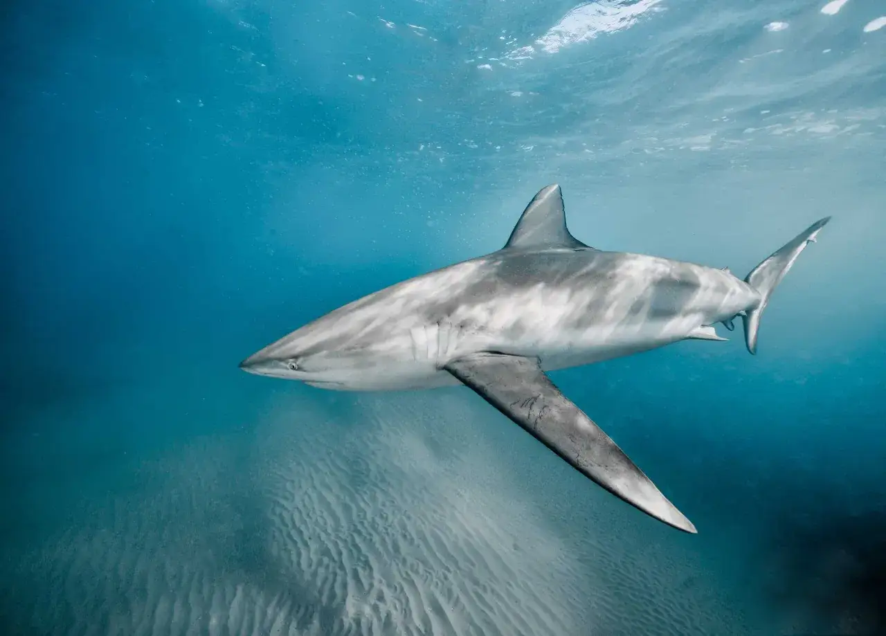 Un maestoso squalo nuota nelle acque azzurre, mostrando la sua forma elegante. Diverse specie di squali popolano i nostri oceani.