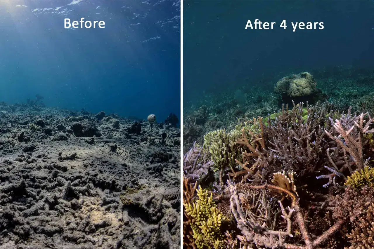 Prima e dopo: la barriera corallina devastata dall'inquinamento si riprende, mostrando una rigogliosa crescita di coralli dopo 4 anni.