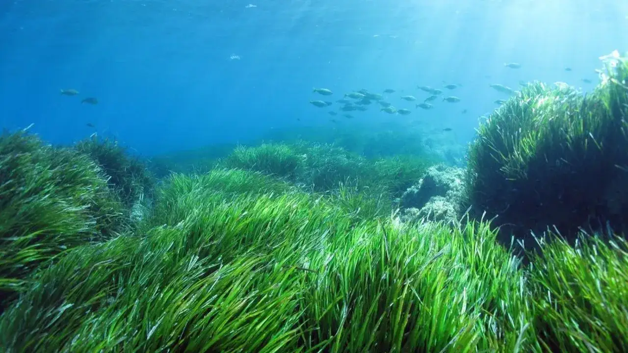 Prato sottomarino di posidonia, habitat ideale per numerose specie marine.