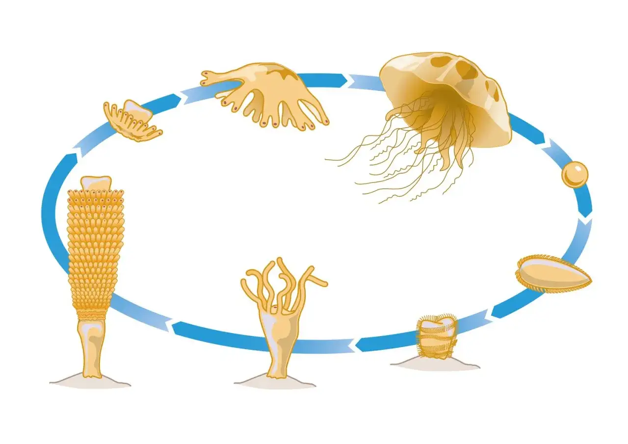 Ciclo vitale delle meduse: da polipo a efire, fino alla medusa adulta. Diverse fasi che danno origine alle meduse.
