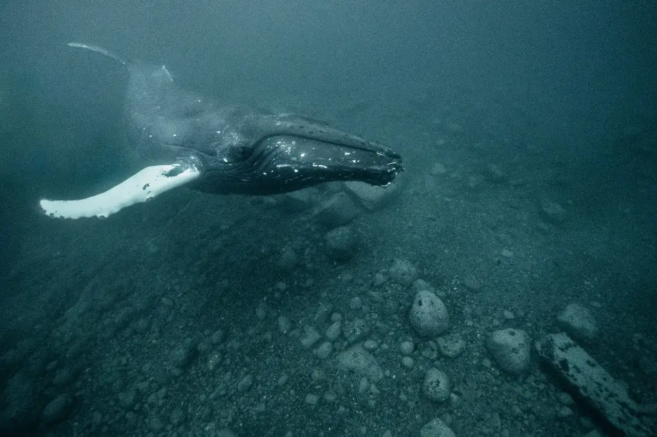 Balena megattera nuota in acque torbide, mostrando la sua pinna pettorale bianca. Si interroga di cosa si nutre la balena, forse krill o piccoli pesci.