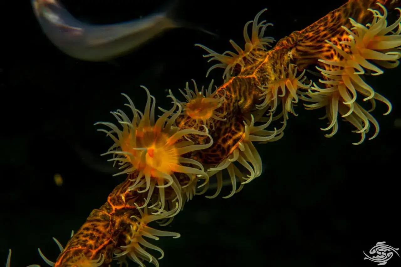 Piccolo pesce nuota vicino a un ramo ricoperto di polipi marini arancioni e gialli, con tentacoli delicati che si aprono nel buio dell'oceano.