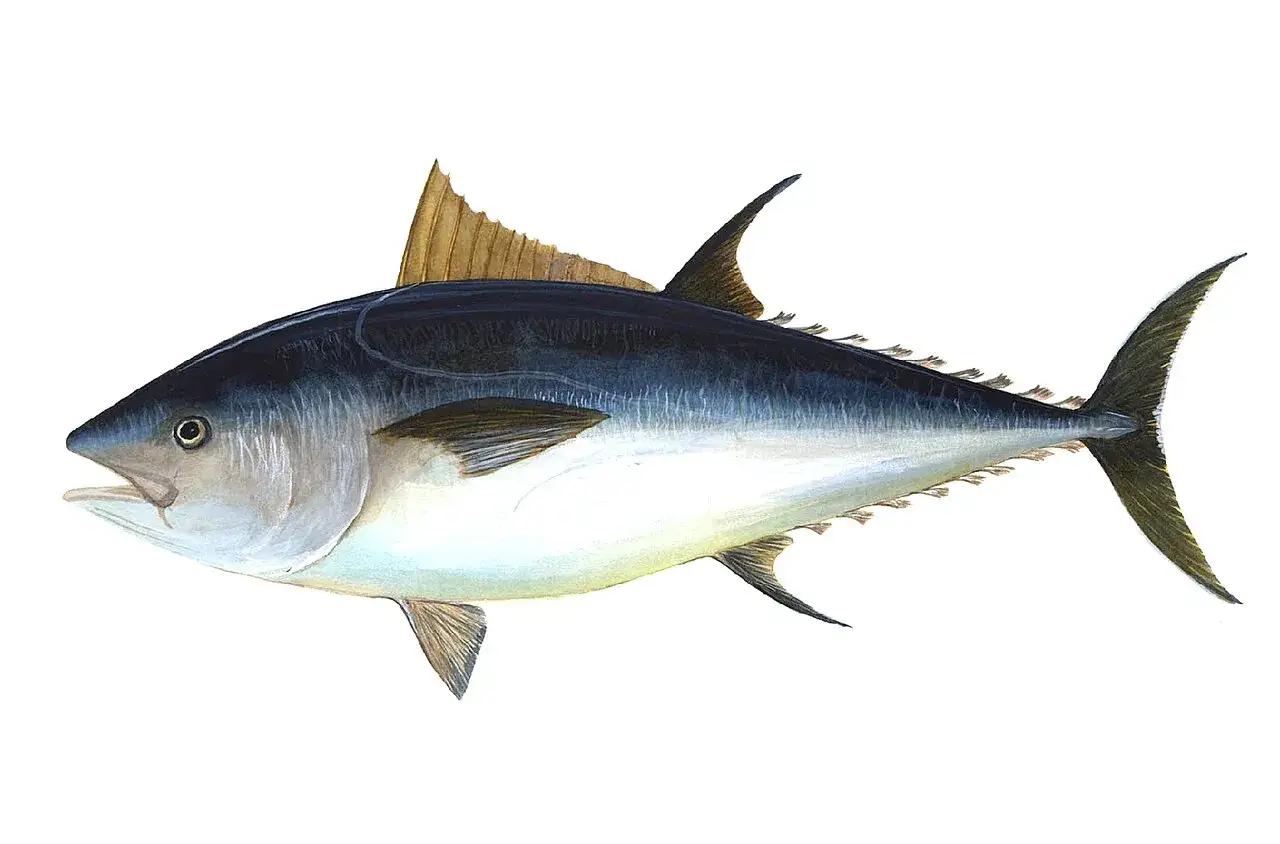 Un maestoso tonno gigante, con la sua livrea blu scuro e argentea, pronto a solcare gli oceani.