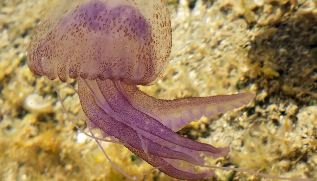 Medusa viola con macchie marroni, uno dei tanti tipi di meduse che popolano i nostri mari.