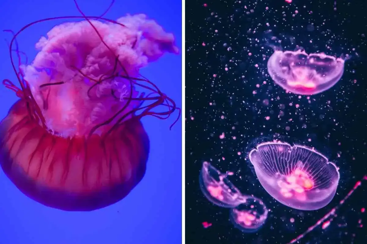 Meduse rosa luminose fluttuano nell'oscurità, alcune con tentacoli lunghi e aggraziati, altre più piccole e trasparenti. Sembrano meduse che non pungono, un incanto sottomarino.
