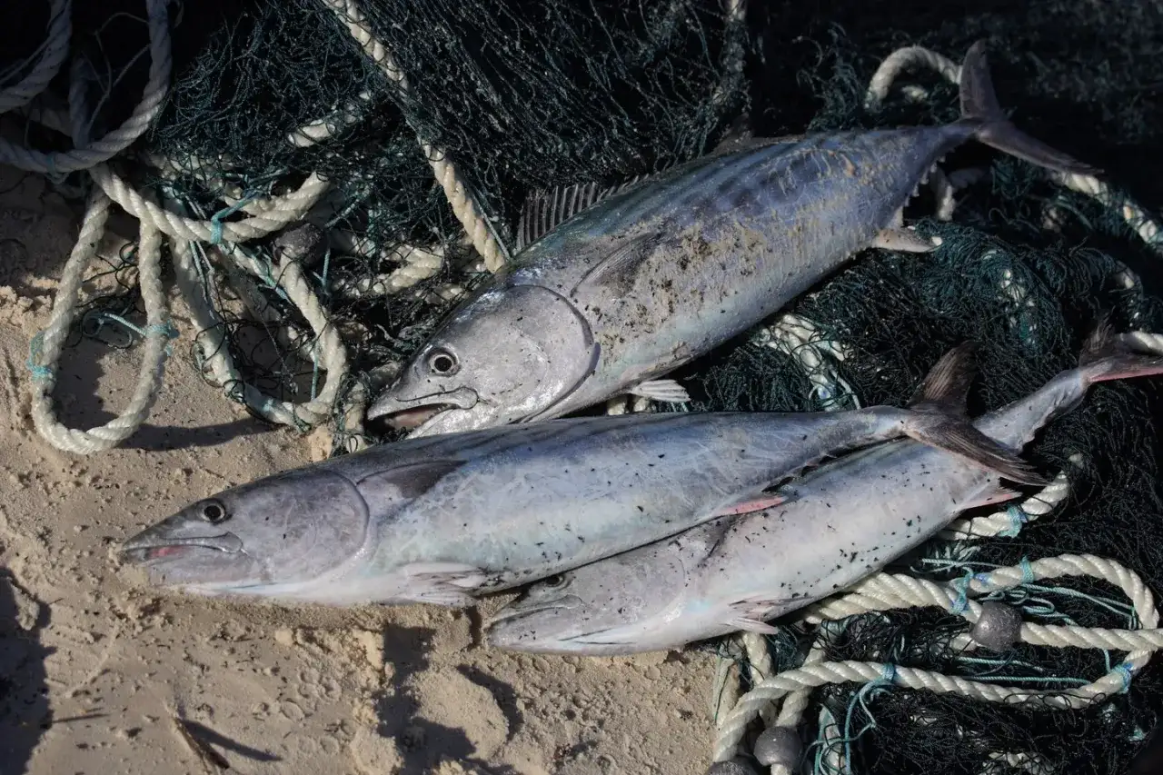 Tre pesci di tonno piccolo, appena pescati, giacciono su una rete da pesca e sabbia.