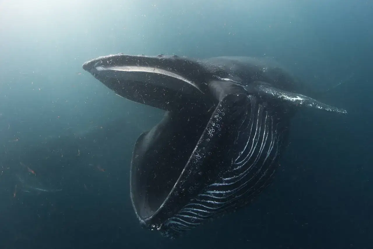 Balena megattera con la bocca spalancata, piena di krill, pronta a nutrirsi.
