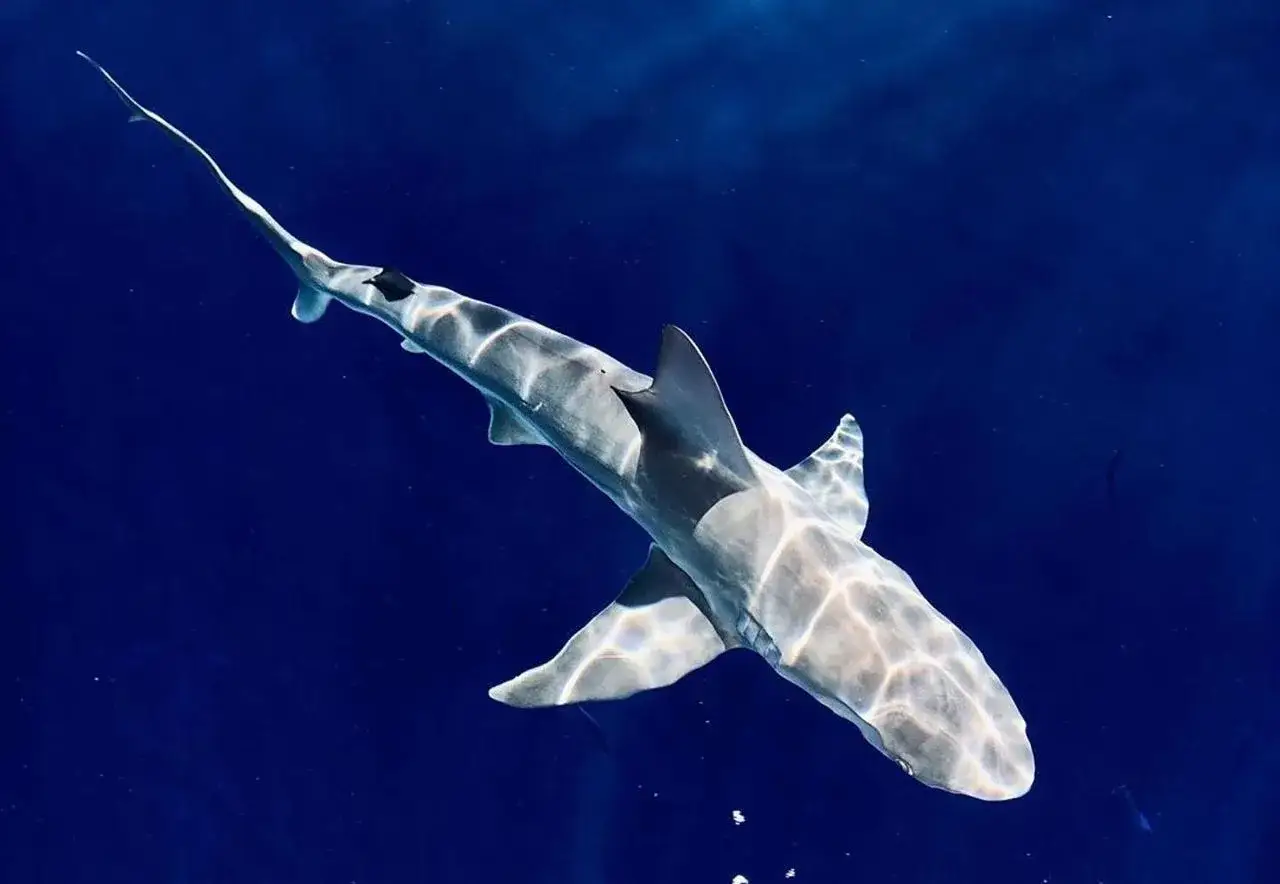 Un elegante squalo nuota nelle profondità blu, la luce del sole crea motivi danzanti sul suo corpo. Osserva come si muove lo squalo, un vero maestro del suo ambiente.