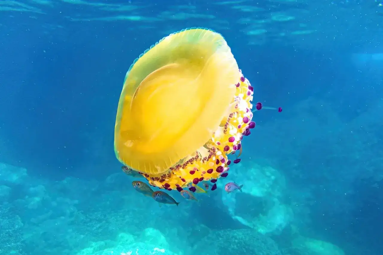 Medusa gialla luminosa, con macchie viola e rosa, nuota con piccoli pesciolini. Sembra una medusa senza tentacoli, un'apparizione magica nel blu profondo.