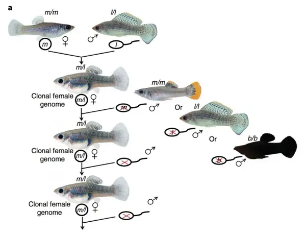 Schema illustra il pesce che si riproduce senza fecondazione, creando cloni femminili con genoma identico.