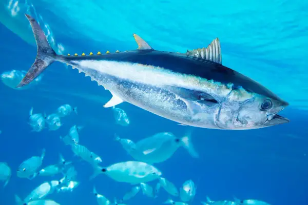 Un maestoso blauflossen thunfisch nuota tra banchi di pesci più piccoli in acque blu cristalline.