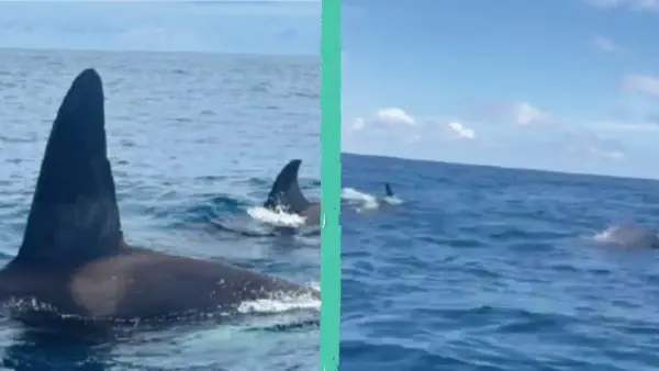 Orca maestosa con la sua pinna dorsale che emerge dall'acqua, seguita da un gruppo di capodogli che nuotano in mare aperto.