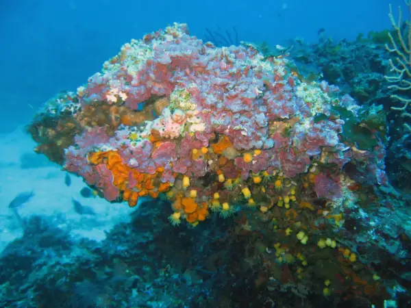 Un colorato coralligeno mediterraneo brulica di vita, con spugne arancioni e viola, anemoni gialli e piccoli pesci che nuotano tra le rocce.