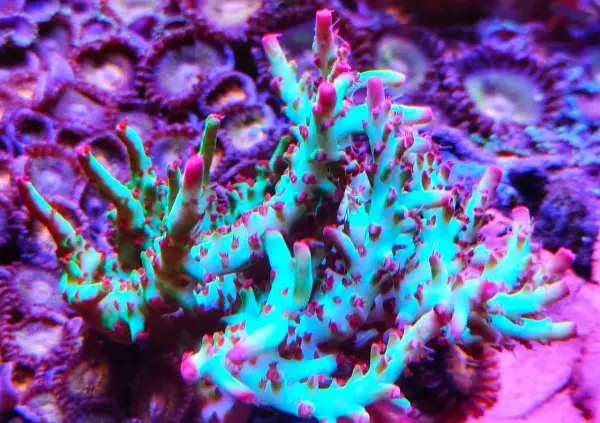 Coralli duri acquario marino, con ramificazioni verdi e punte rosa, su sfondo viola di zoantidi.