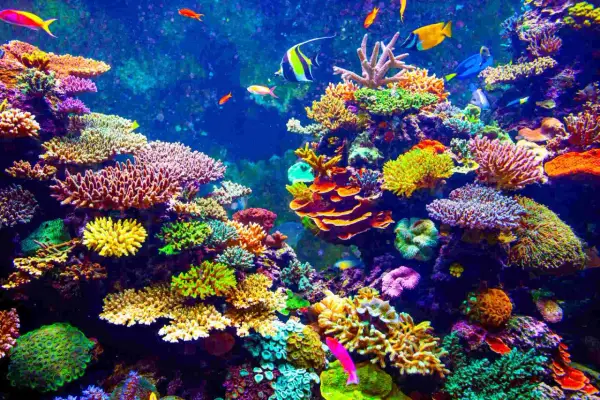 Un vibrante ecosistema sottomarino, con una moltitudine di pesci colorati che nuotano tra i **coralli** dalle forme e sfumature più disparate.