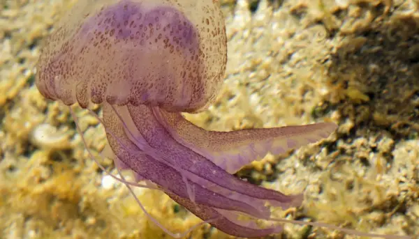 Medusa viola con tentacoli fluttuanti, mostrando come si muovono le meduse con un movimento ondulatorio.