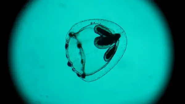 Medusa Turritopsis nutricula, immortale, vista al microscopio. Struttura trasparente con organi scuri interni.