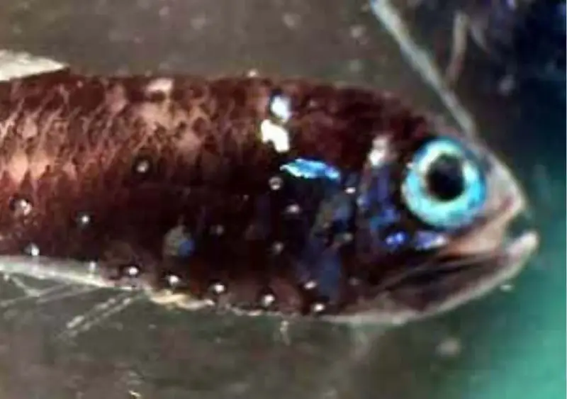 Un piccolo pesce ascia con occhi azzurri luminosi e macchie bianche sul corpo scuro, nuota in acque verdi.